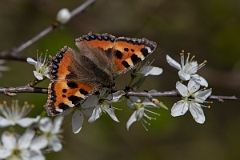 David Plant Photography - Wildlife Photography - Small tortoiseshell - J